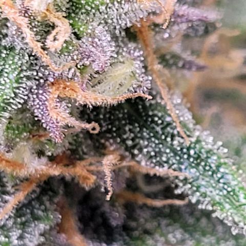 Super Paule Lemon Hase #1 growlog timeline photo