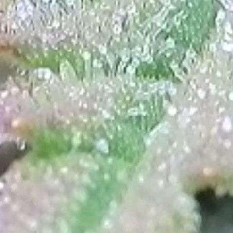 Super Paule Lemon Hase #2 growlog timeline photo