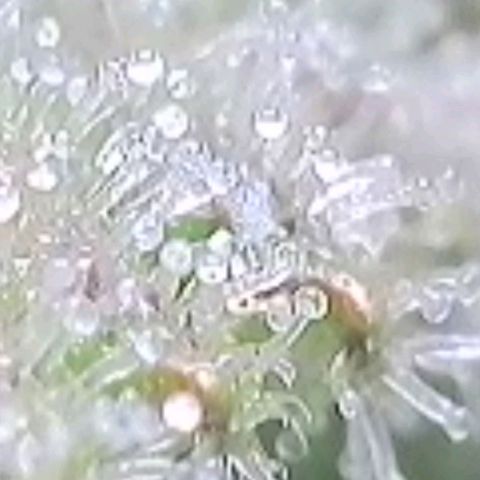 Super Paule Lemon Hase #2 growlog timeline photo