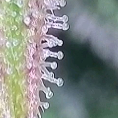 Super Paule Lemon Hase #2 growlog timeline photo