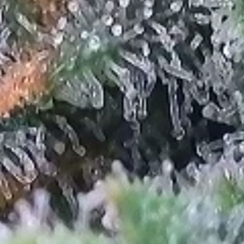 Super Paule Lemon Hase #2 growlog timeline photo