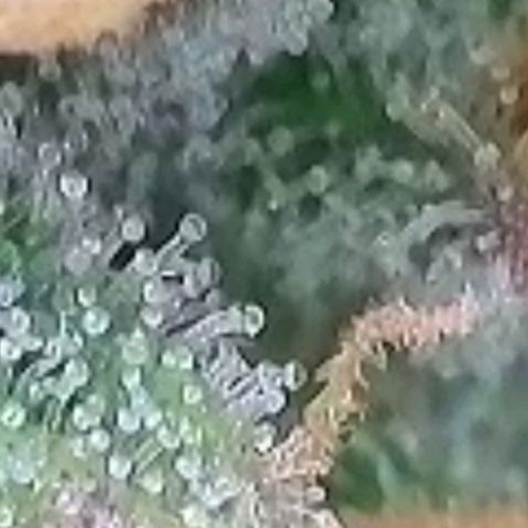 Super Paule Lemon Hase #2 growlog timeline photo