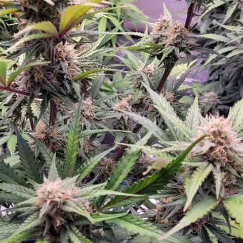 Super Paule Lemon Hase #2 growlog timeline photo