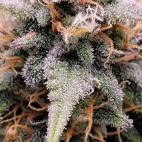 Super Paule Lemon Hase #2 growlog timeline photo