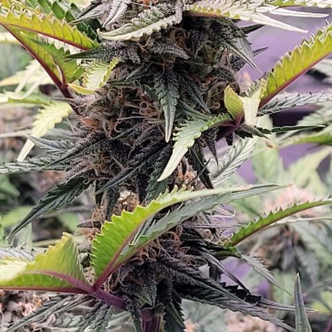 Super Paule Lemon Hase #2 growlog timeline photo