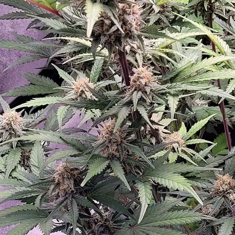 Super Paule Lemon Hase #2 growlog timeline photo