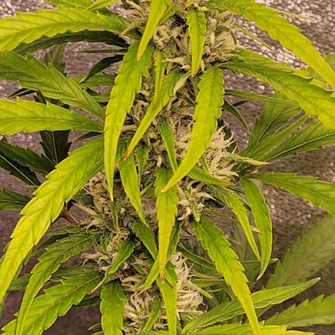 Gelato growlog timeline photo