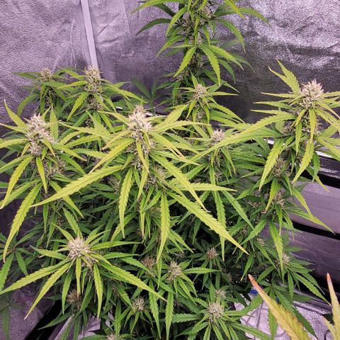 Gelato growlog timeline photo