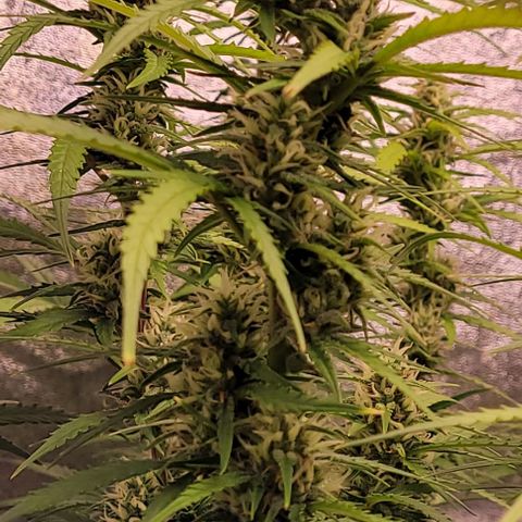 Gelato growlog timeline photo