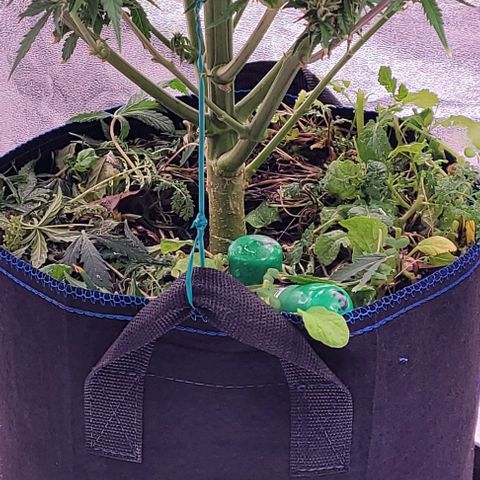 Gelato growlog timeline photo