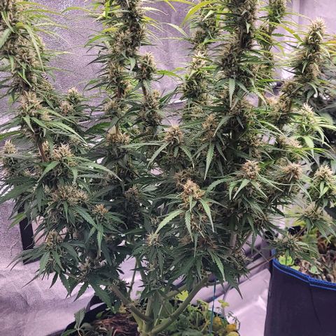 Gelato growlog timeline photo