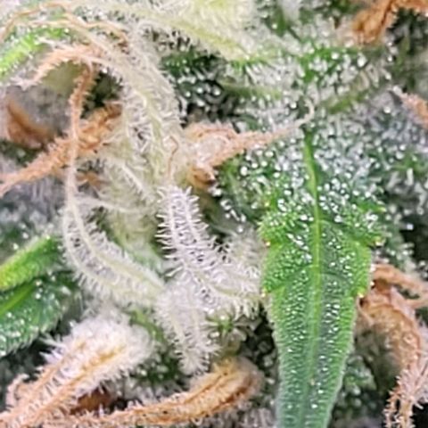 Gelato growlog timeline photo