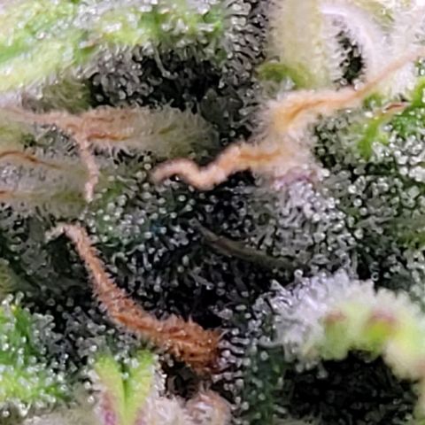 Gelato growlog timeline photo