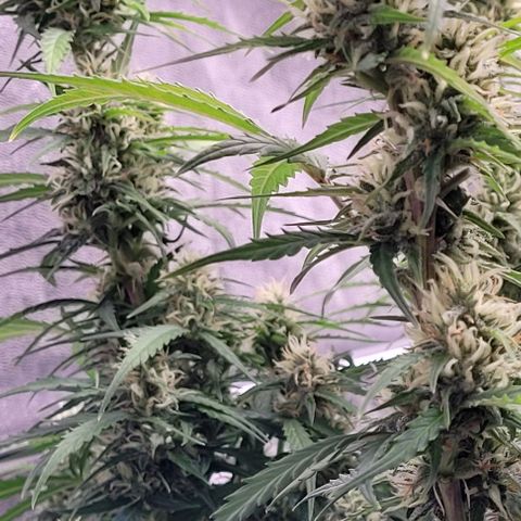 Gelato growlog timeline photo