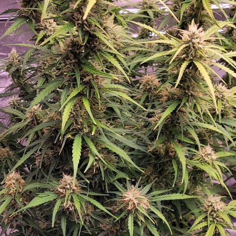 Gelato growlog timeline photo