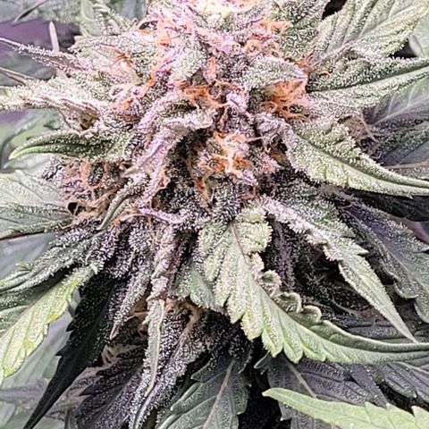 Super Paule Lemon Hase #1 growlog timeline photo