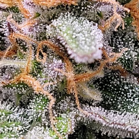 Super Paule Lemon Hase #1 growlog timeline photo