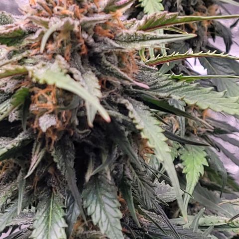 Super Paule Lemon Hase #1 growlog timeline photo