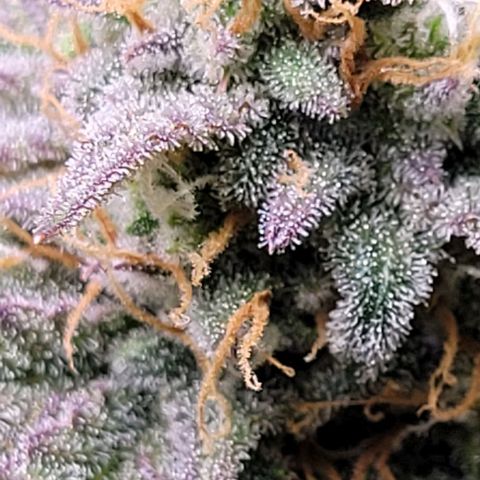 Super Paule Lemon Hase #2 growlog timeline photo