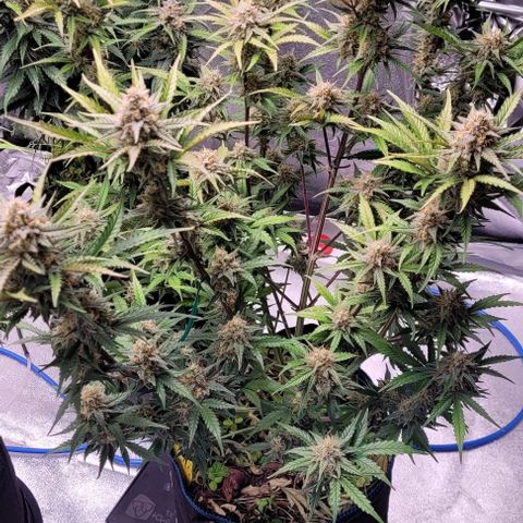 Super Paule Lemon Hase #2 growlog timeline photo