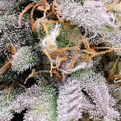 Super Paule Lemon Hase #2 growlog timeline photo