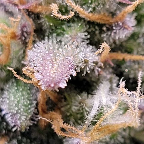 Super Paule Lemon Hase #2 growlog timeline photo