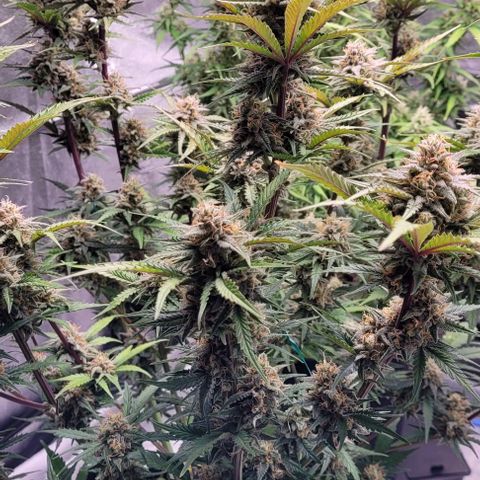 Super Paule Lemon Hase #2 growlog timeline photo