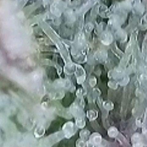 Super Paule Lemon Hase #2 growlog timeline photo