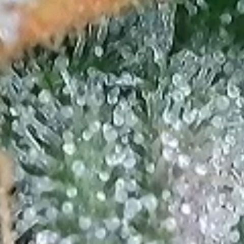 Super Paule Lemon Hase #2 growlog timeline photo