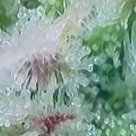 Super Paule Lemon Hase #2 growlog timeline photo