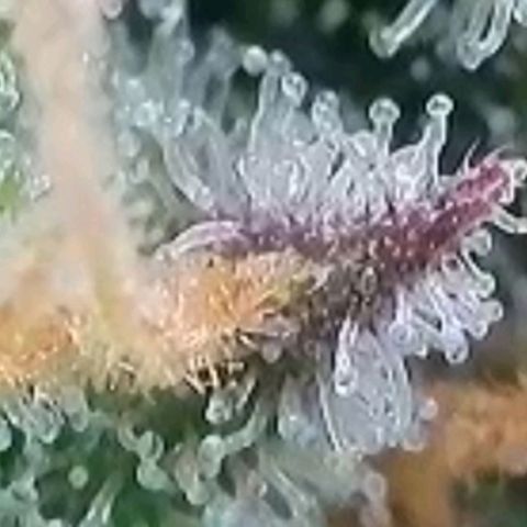 Super Paule Lemon Hase #2 growlog timeline photo