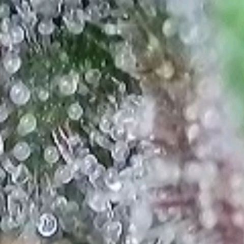 Super Paule Lemon Hase #1 growlog timeline photo