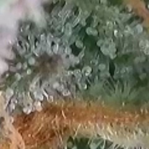 Super Paule Lemon Hase #1 growlog timeline photo