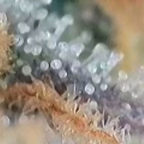 Super Paule Lemon Hase #1 growlog timeline photo