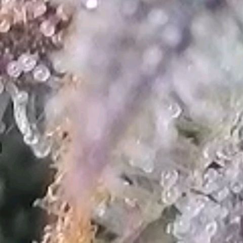 Super Paule Lemon Hase #1 growlog timeline photo