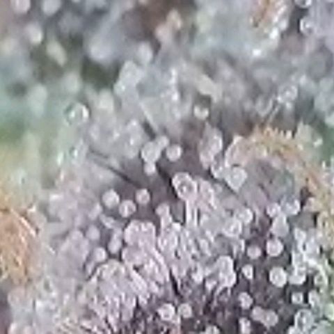 Super Paule Lemon Hase #1 growlog timeline photo