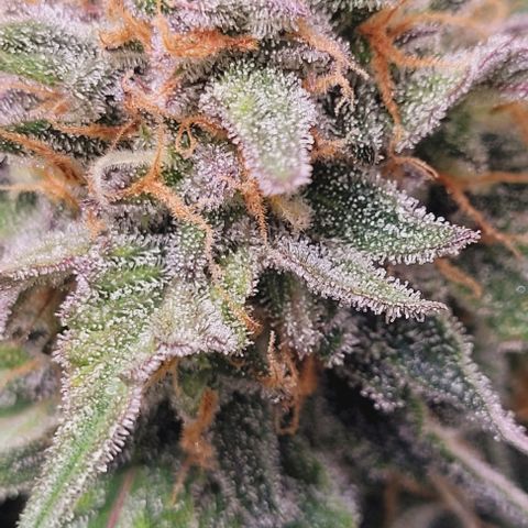 Super Paule Lemon Hase #1 growlog timeline photo