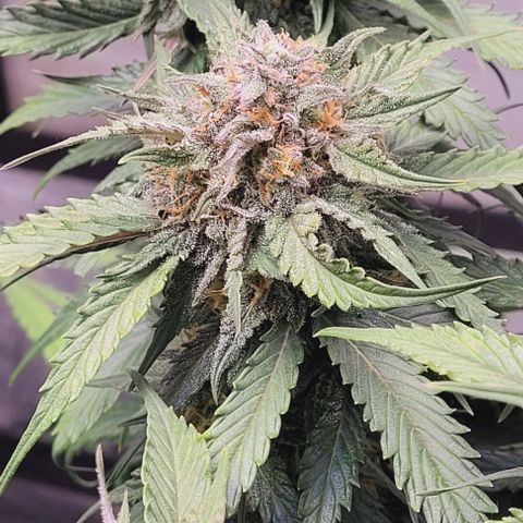 Super Paule Lemon Hase #1 growlog timeline photo