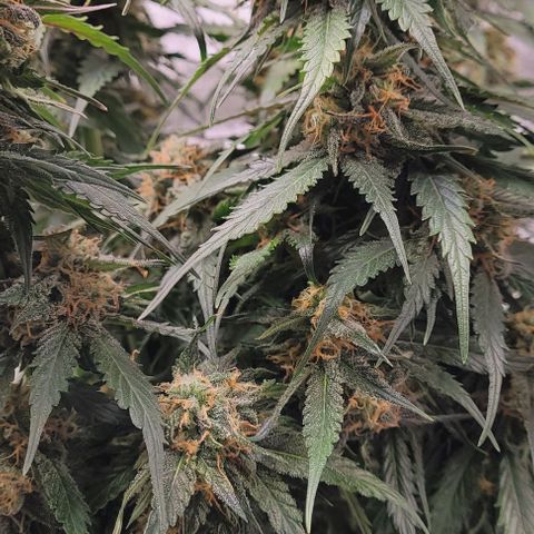 Super Paule Lemon Hase #1 growlog timeline photo