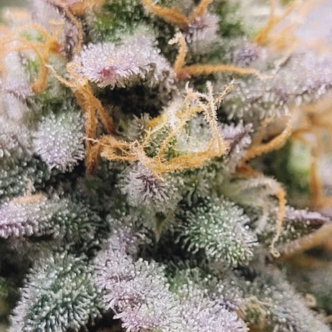 Super Paule Lemon Hase #2 growlog timeline photo