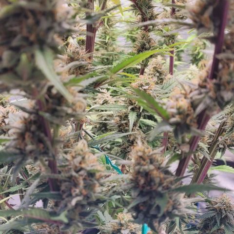 Super Paule Lemon Hase #2 growlog timeline photo