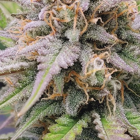 Super Paule Lemon Hase #2 growlog timeline photo