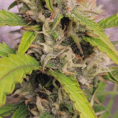 Gelato growlog timeline photo