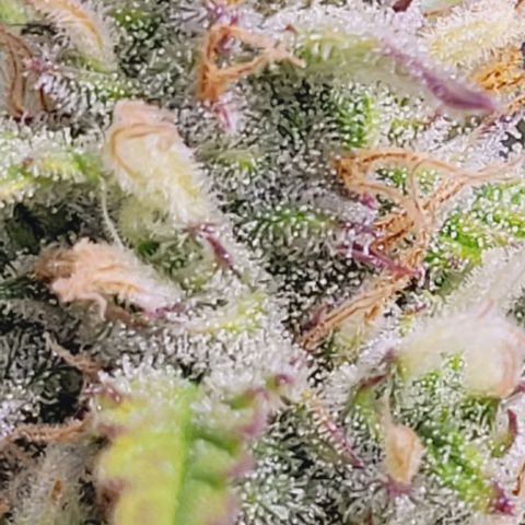 Gelato growlog timeline photo