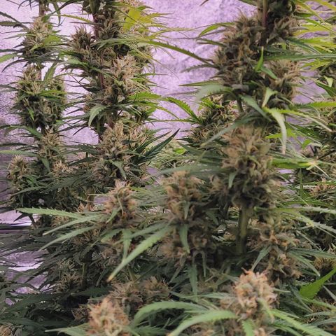 Gelato growlog timeline photo