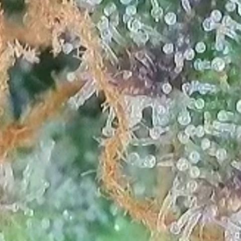 Super Paule Lemon Hase #2 growlog timeline photo