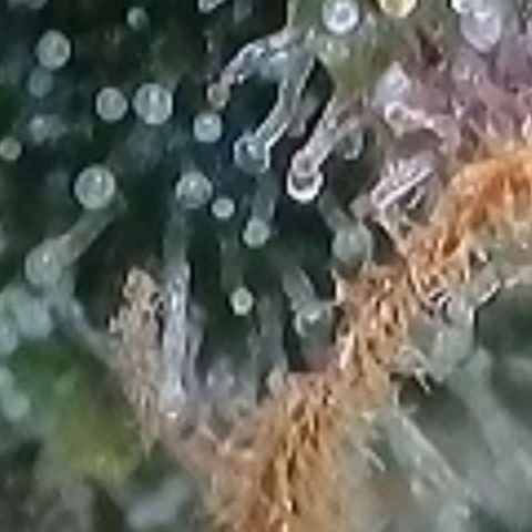 Super Paule Lemon Hase #2 growlog timeline photo