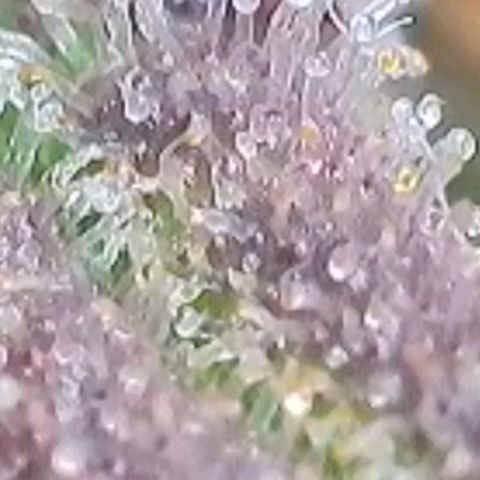 Super Paule Lemon Hase #2 growlog timeline photo