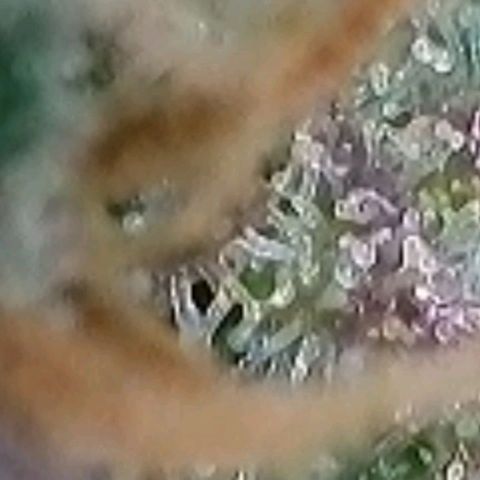 Super Paule Lemon Hase #2 growlog timeline photo