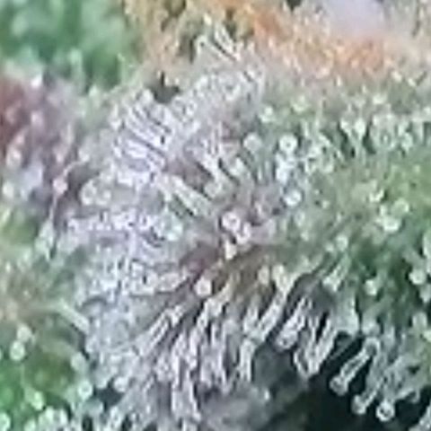 Super Paule Lemon Hase #2 growlog timeline photo